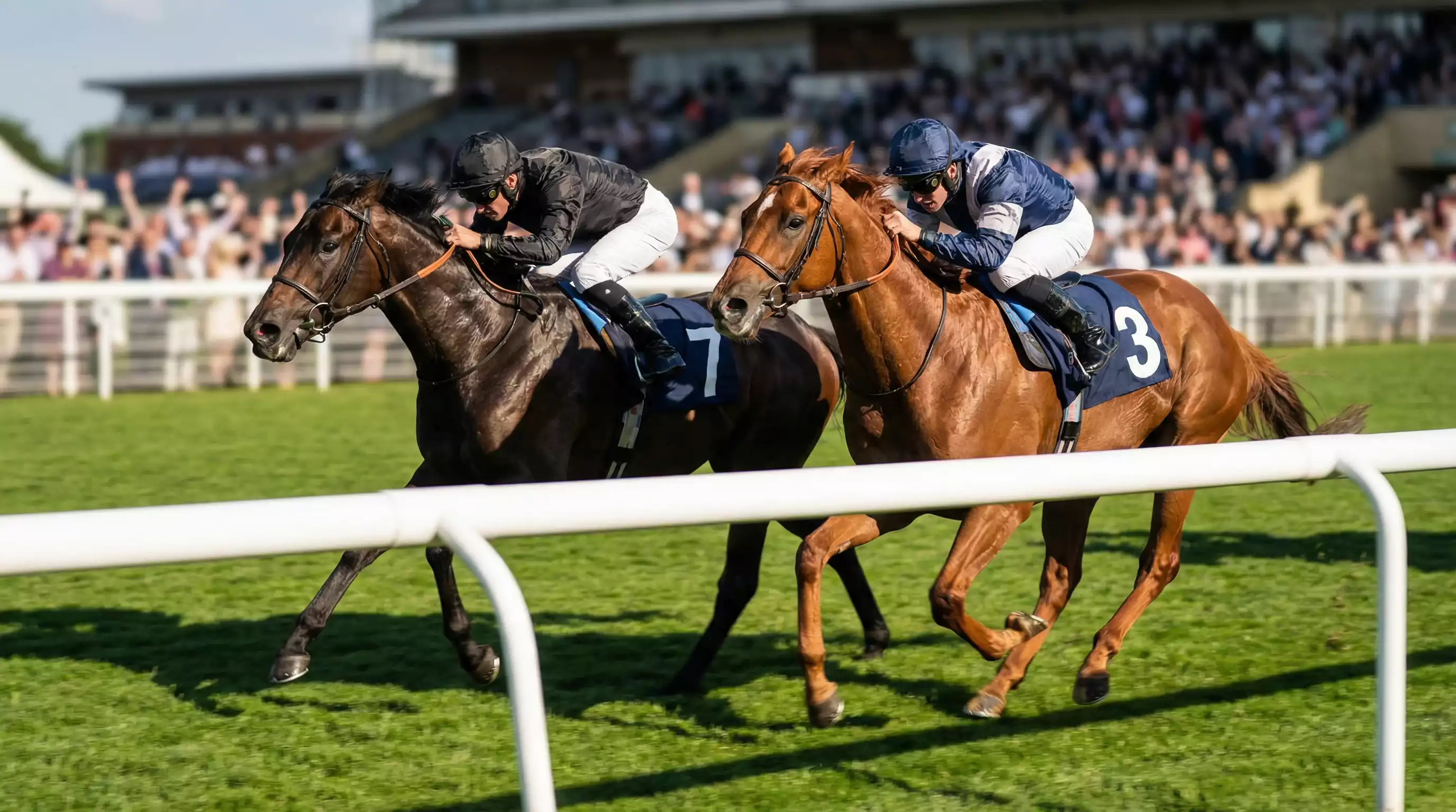 Zwei Galopppferde Seite an Seite im Kopf-an-Kopf-Rennen auf der Zielgeraden
