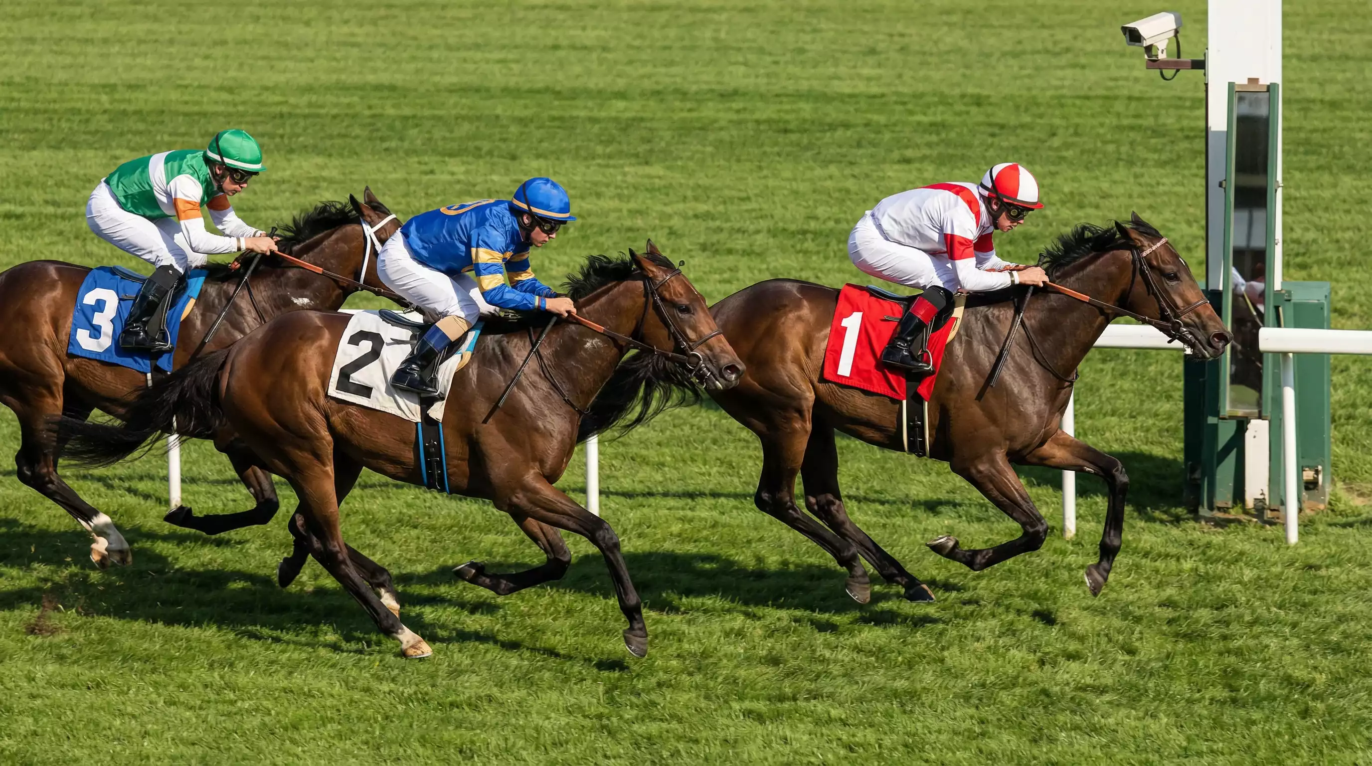 Drei Galopppferde im Zieleinlauf einer Rennbahn mit sichtbaren Platzierungsnummern